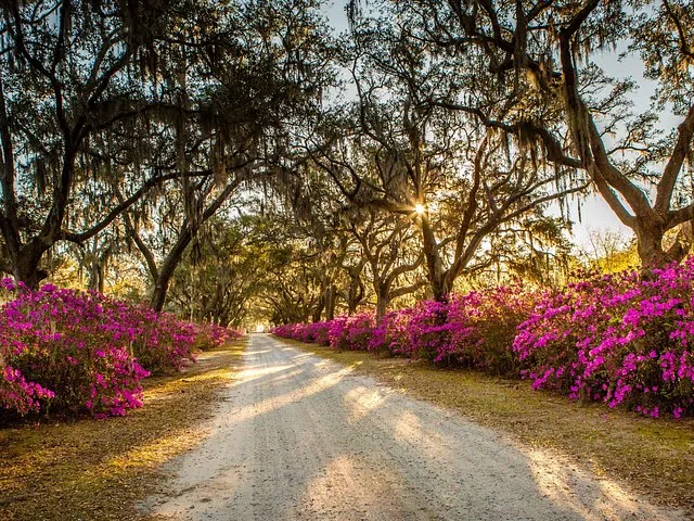 Dirt road lined with pink azaleas and large trees with Spanish moss.