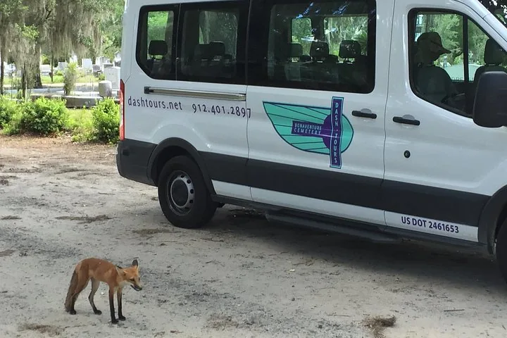 Ein Rotfuchs steht neben einem weißen Tour-Van in einer Friedhofsumgebung.